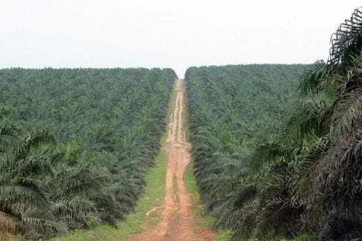 Centrafrique : Privatisation de la Centrapalm: Avis à manifestation d’intérêt
