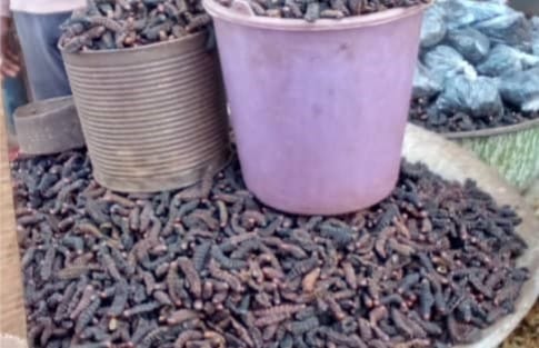 Centrafrique : Rareté des chenilles séchées sur les marchés de Bangui
