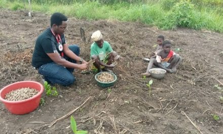 Centrafrique : Des groupements agricoles appuyés pour la multiplication des semences au village zegonta à Bouar