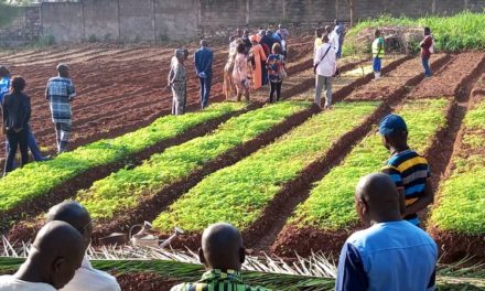 Centrafrique : Une centaine des jeunes formés en agronomie
