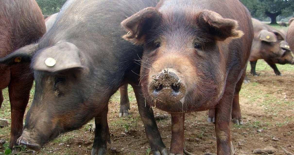 Santé: Le Porc, probable vecteur de transmission de l’hépatite E, selon une étude de l’Institut Pasteur de Bangui