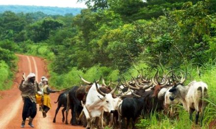 Centrafrique: De la transhumance de crise à la transhumance apaisée, la révision du pacte social entre agriculteurs et éleveurs de Bouboui devient cruciale