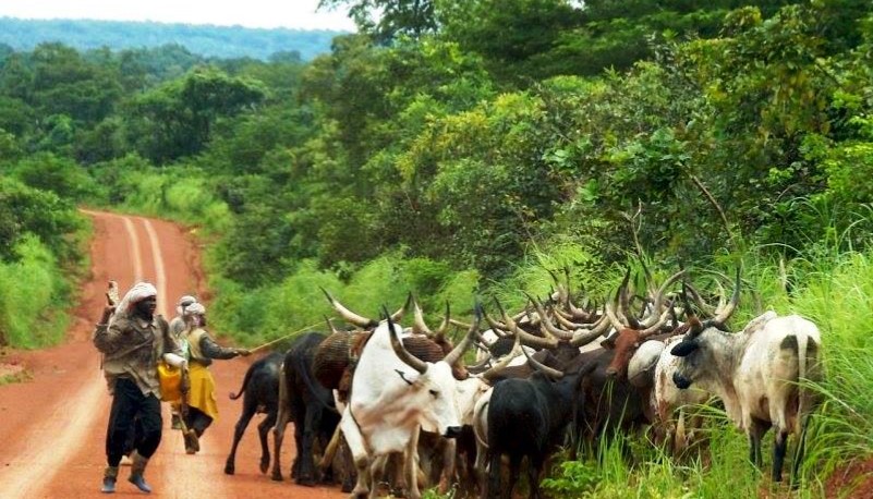 Centrafrique: De la transhumance de crise à la transhumance apaisée, la révision du pacte social entre agriculteurs et éleveurs de Bouboui devient cruciale