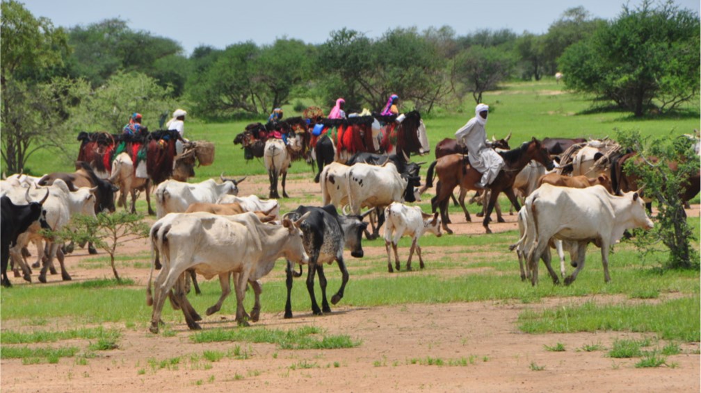 Centrafrique : Une conférence nationale de haut niveau pour une transhumance apaisée et prospère