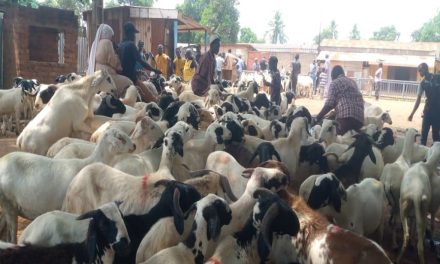 Centrafrique : Célébration de la fête de Tabaski (Aïd-El-Kebir), le prix des moutons est favorable cette année