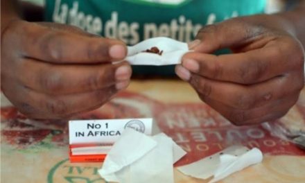 Centrafrique : La lutte anti-drogue,  un parcours de combattant