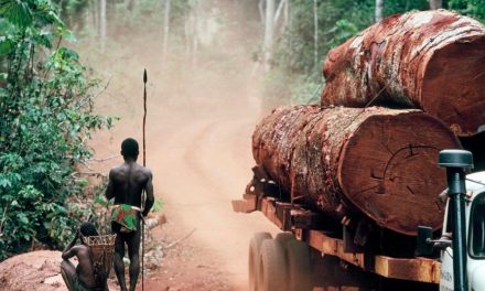 Enquête : Les peuples autochtones de l’Ombella-Mpoko et Lobaye, victimes de la déforestation des sociétés forestières et exploitantes artisanaux
