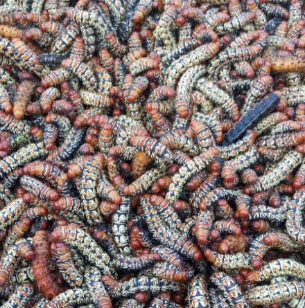 Centrafrique : Période des chenilles, un moment économique très propice pour la majorité des Lobayens