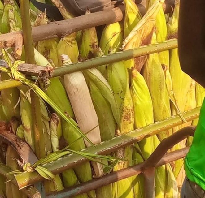 Centrafrique : impact du changement climatique sur les activités champêtres, cas du maïs