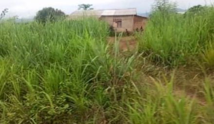Centrafrique : Litige foncier entre des occupants traditionnels et la famille Ziguélé au pk 14: A qui la faute?