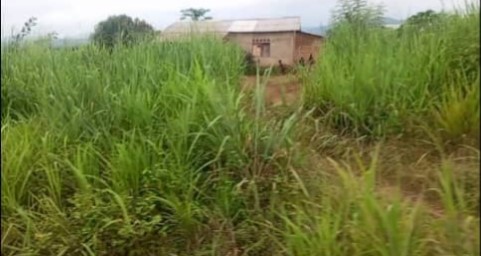 Centrafrique : Litige foncier entre des occupants traditionnels et la famille Ziguélé au pk 14: A qui la faute?