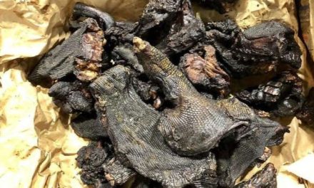 Centrafrique : Plainte des vendeuses de viandes boucanées du marché Bimbo suite à l&rsquo;épidémie de la variole de singe
