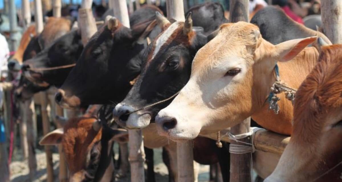 Relance Appel à manifestation d’intérêt : Revue et mise à niveau du registre des données des chaines de valeur agricole adapté au PEAJ