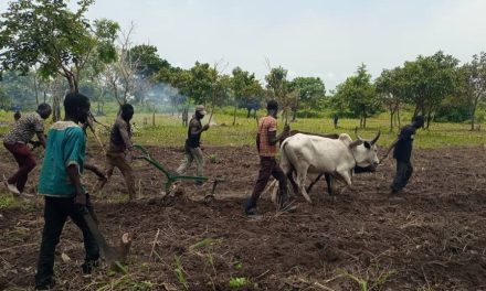 Centrafrique : Des anciens déplacés s’activent pour relancer l&rsquo;agriculture à Kaga-Bandoro