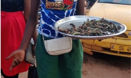 Centrafrique : La vente ambulante des chenilles, une activité qui se développe de plus en plus par les enfants à Bangui
