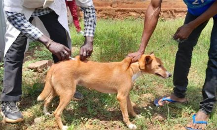 Centrafrique-santé-animale: poursuite de campagne de vaccination contre la rage animale à Bimbo