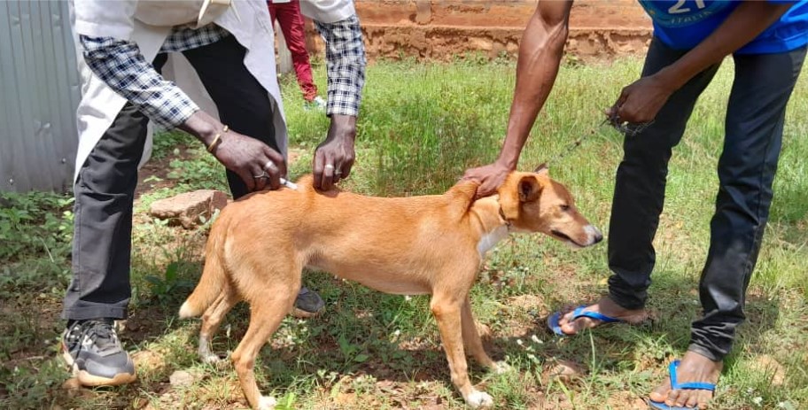 Centrafrique-santé-animale: poursuite de campagne de vaccination contre la rage animale à Bimbo