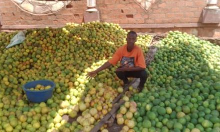 Centrafrique : abondance du fruit orange sur les marchés de Bangui