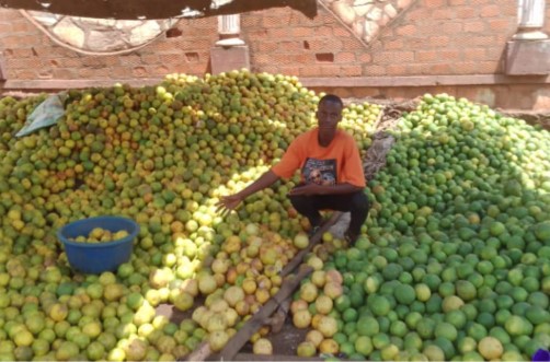 Centrafrique : abondance du fruit orange sur les marchés de Bangui
