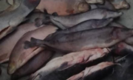 Centrafrique : cherté de poisson frais au marché de villa Kolongo