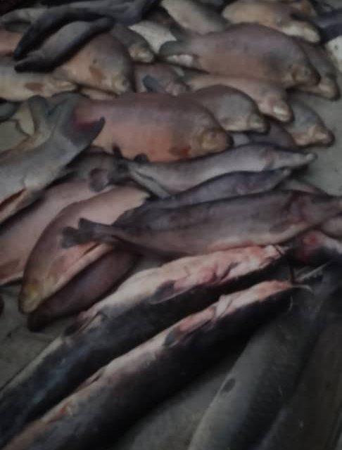 Centrafrique : cherté de poisson frais au marché de villa Kolongo