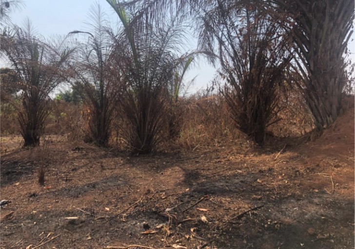 Centrafrique : les habitants de Gbabili et Avicom s&rsquo;inquiètent des dégâts du feu de brousse dans leur localité