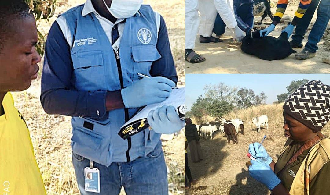En République centrafricaine, la FAO soutient le pays face à une épidémie de Fièvre de la vallée du Rift