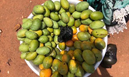 Centrafrique : cherté et rareté des mangues sur les marchés de Bangui, malgré la saison des mangues