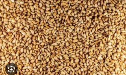 Les cultivateurs de sésame de la Nana-Gribizi se plaignent de la chute des prix de leurs produits