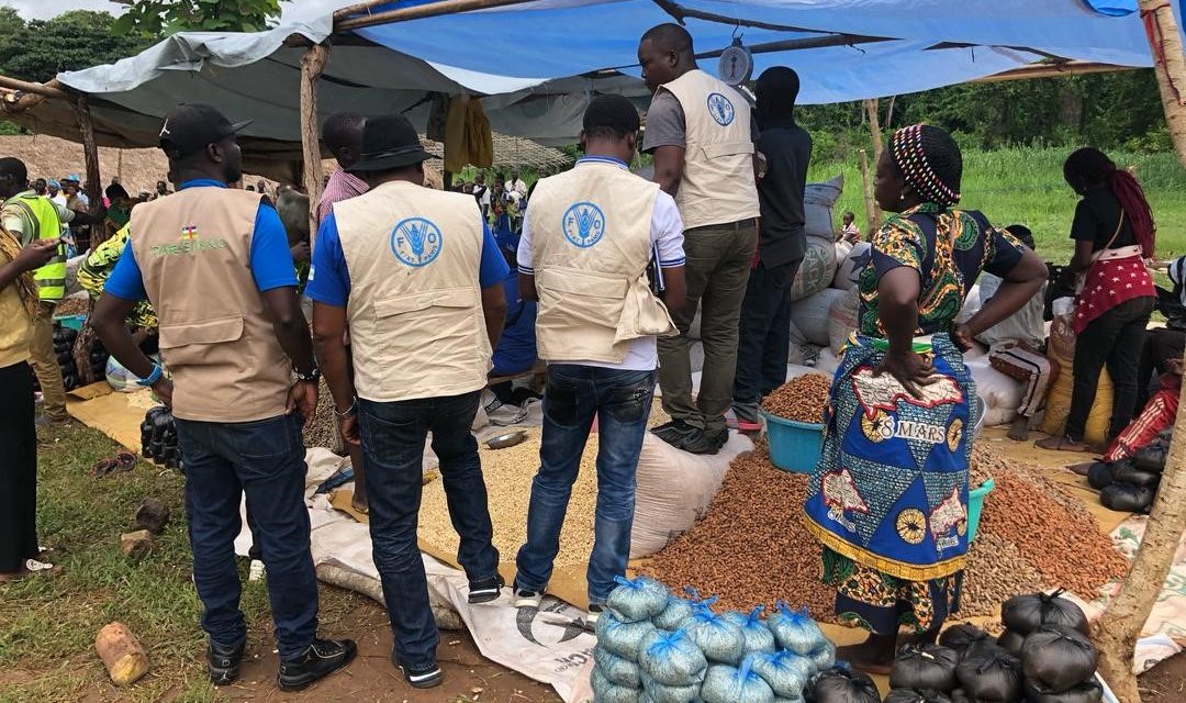 Centrafrique : La FAO appuie la foire aux semences du PARSANKO à Mabo, sur la route de Sibut