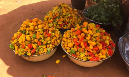 Centrafrique : mévente du piment sur le marché local du village Kapou