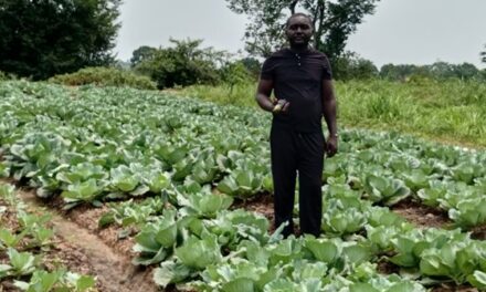 Centrafrique : l&rsquo;Association Agro-pastorale de Bimbo face aux défis de financement