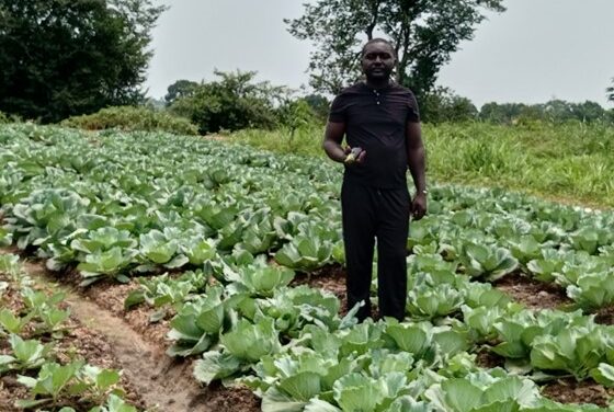 Centrafrique : l&rsquo;Association Agro-pastorale de Bimbo face aux défis de financement