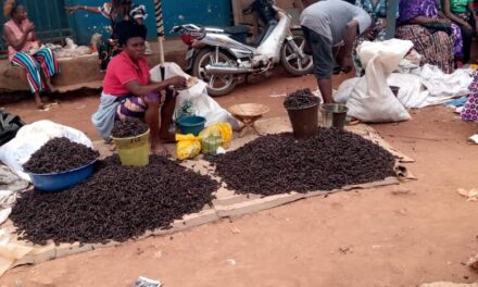 Centrafrique : l&rsquo;abondance des chenilles sèches sur les marchés de Bangui