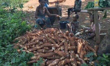 Centrafrique : les cultivateurs du village Bimon dénoncent des pratiques injustes dans la distribution de semences