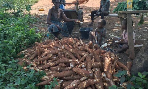 Centrafrique : les cultivateurs du village Bimon dénoncent des pratiques injustes dans la distribution de semences