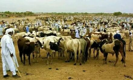 Bangui à l’épreuve de la viande chère : les consommateurs tirent la sonnette d’alarme
