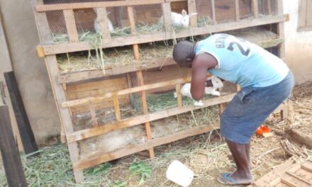 Centrafrique : l’élevage de lapins en voie de disparition