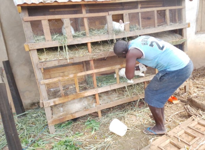 Centrafrique : l’élevage de lapins en voie de disparition