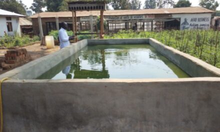 Centrafrique : la pisciculture, une activité oubliée à Bangui