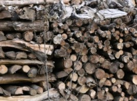 Centrafrique : coupe anarchique des arbres, une activité économique, aux conséquences  environnementales