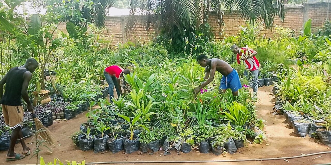 Centrafrique : la culture des fleurs et des arbres, un levier pour protéger l’environnement