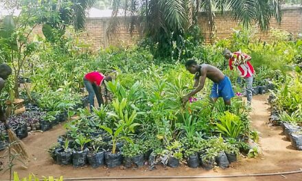 Centrafrique : la culture des fleurs et des arbres, un levier pour protéger l’environnement