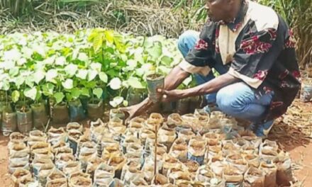 Centrafrique : la culture du coton en voie de disparition, mais des jeunes refusent d’abandonner