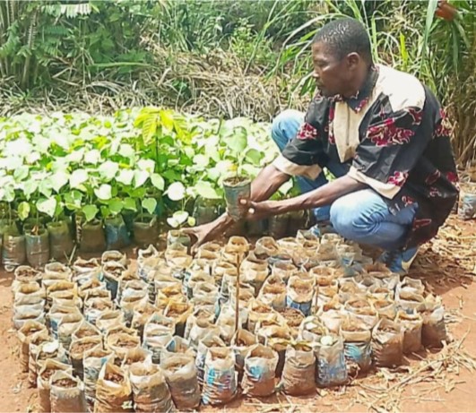 Centrafrique : la culture du coton en voie de disparition, mais des jeunes refusent d’abandonner