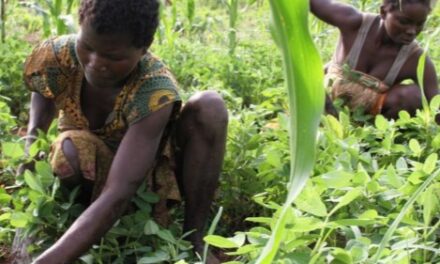 Centrafrique : la biodiversité, une richesse encore méconnue par une partie de la population