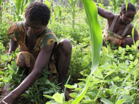Centrafrique : la biodiversité, une richesse encore méconnue par une partie de la population