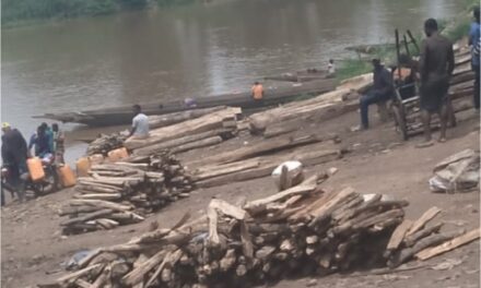 Centrafrique : le commerce du bois de chauffe, une activité qui fait vivre de nombreuses familles à M&rsquo;Poko Bac