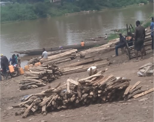 Centrafrique : le commerce du bois de chauffe, une activité qui fait vivre de nombreuses familles à M’Poko Bac